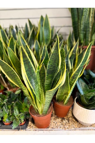 Paşa Kılıcı - Peygamber Kılıcı 1 Adet 20-30 Cm Saksılı Sansaveria Trifasciata İç/dış Mekan Bitkisi