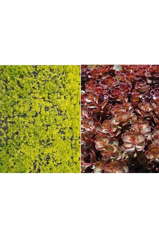 Sarı Kırmızı Sedum 40 Adet - Yer Örtücü Çok Yıllık Bitki