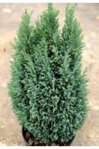 Açık Mavi Elwoodii Çam Fidanı 30-40 Cm Chamaecyparis Ellwoodii