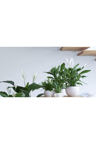 Barış Çiçeği – Spathiphyllum 60cm