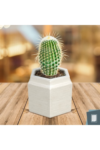 Kaf Ahşap Dekoratif Mini Saksı / Altıgen / Beyaz