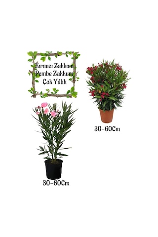 Kırmızı Zakkum Çiçeği 1 Adet+ Pembe Zakkum Çiçeği 1 Adet Saksılı Bahçe Seti