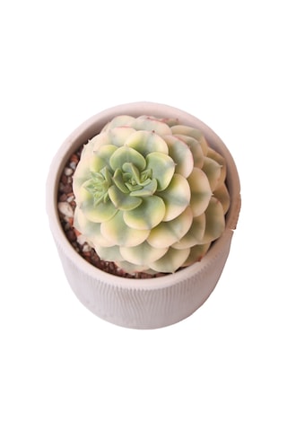 Echeveria Niksana - Sukulent Haangarden
