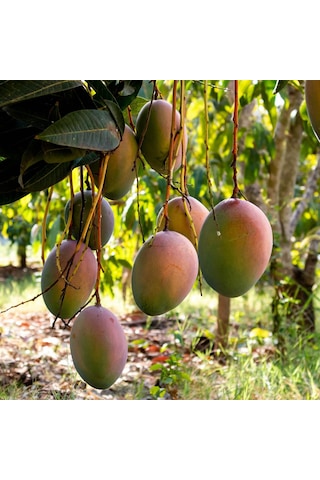 Aşılı Keitt Mango Fidanı - 2 Yaş - Tüplü 60-70 Cm - Lifsiz Dev Meyveli Tropikal Meyve Ağacı