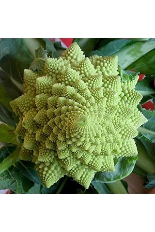 İtalyan Romanesco Piramit Brokoli Tohumu