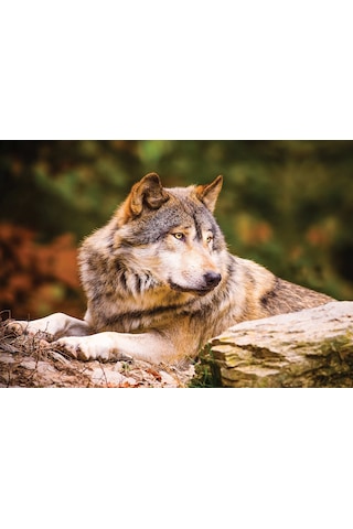 Ks Puzzle 100 Parça Animal Planet Lonewolf Yalnız Kurt
