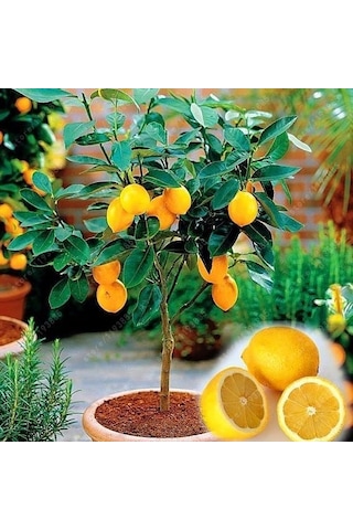 2 Yaş Aşılı Meyvesiz Yediveren Bodur Limon Fidanı. Torbada