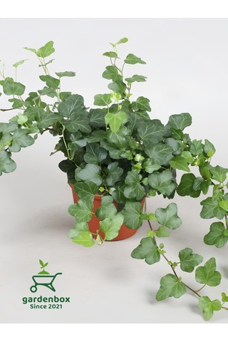 Hedera Helix Sarmaşığı Saksıda 1 Adet 30-40cm