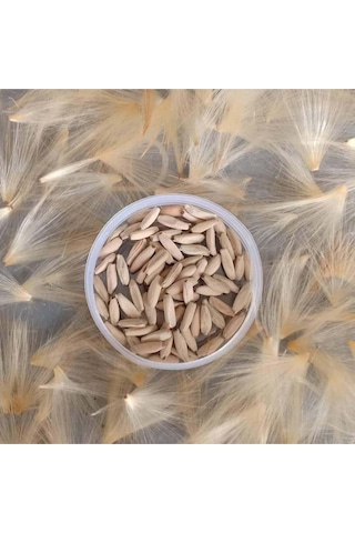 10 Adet Karışık Renklerde Adenium Çöl Gülü Tohumu