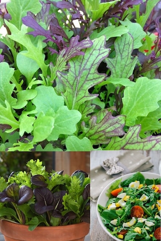 Şifalı Baharlı Salata Tohum Karışımı