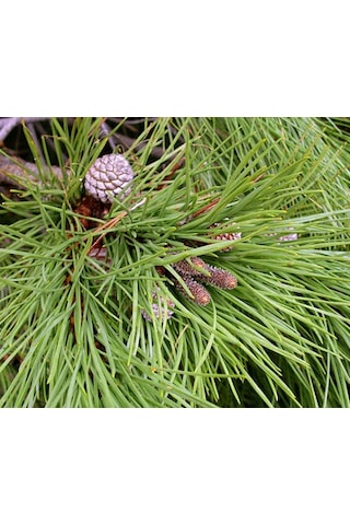 Fıstık Çamı Fidanı 3 Adet - Pinus Pinea