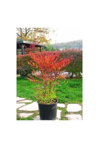 Cennet Bambusu Bitkisi Nandina Domestica 25-30 Cm Saksıda