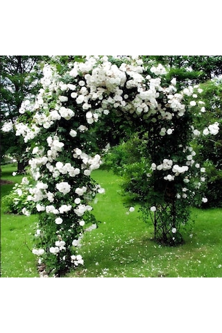 Tüplü Kokulu Yediveren Bride Crown Beyaz Renk Sarmaşık Gül Fidanı 120-200 Cm