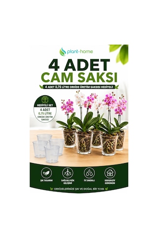 4 Adet Cam Orkide Saksısı Seti Şeffaf Dekoratif Cam Saksı + 4 Adet 0,75 Litre Orkide Üretim Saksısı Hediyeli