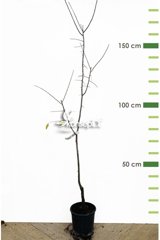 Erik Papaz Fidanı N11.486