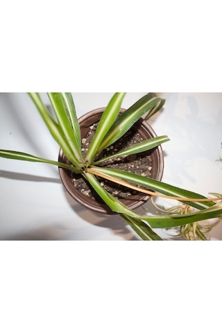 Kurdele Çiçeği Chlorophytum Comosum 8 Cm Orta Boy Saksıda