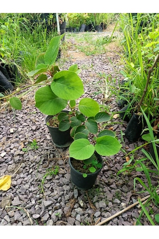 Yeşil Deniz Fidancılık Tüplü Yalova Kivi Fidanı 50-100 Cm Dişi