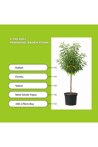 4 Yaş Aşılı Ferraduel Badem Fidanı