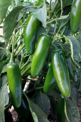 Jalapeno Biber Fidesi 6 Adet