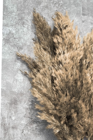 Şoklanmış Naturel Renkli Pampas Demeti 10 Dal