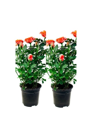Videolu Koyu Somon Rengi Gül Fidanı Aşılı Saksılı 2 Adet 50-70cm Dış Mekan Salmon Roses