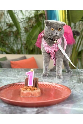 Gobo Kareli Yıldızlı Tüllü Kedi Köpek Kıyafeti Elbisesi