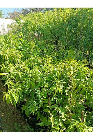 Yeşil Deniz Fidancılık Tüplü Gülhaven Şeftali Fidanı 70-120 Cm