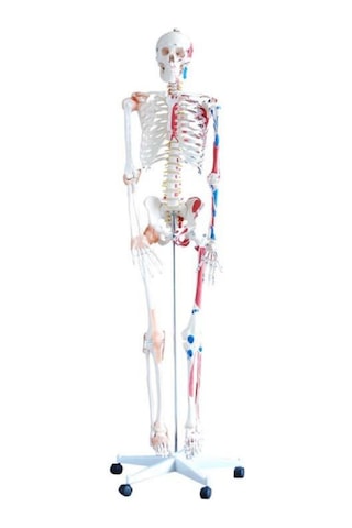 İnsan İskeleti Modeli 180Cm Kaslar Bağlar Ligamentli Tekerlekli