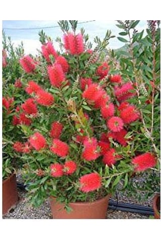 Fırça Çalısı Callistemon 3 Adet