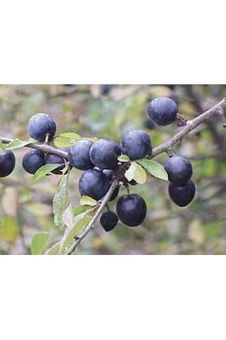 Bahçevilya Siyah Mersin Murt Fidanı 20-30 Cm Boylarında Tüplü