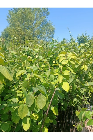 Yeşil Deniz Fidancılık Tüplü Eşme Ayva Fidanı 100-150 Cm