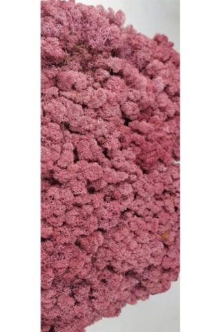Trend Bahçe Reindeer Moss Roze Color Şoklanmış Norveç Yosunu 500 G