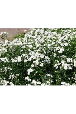 20 Adet Pearl Yarrow Tohumu