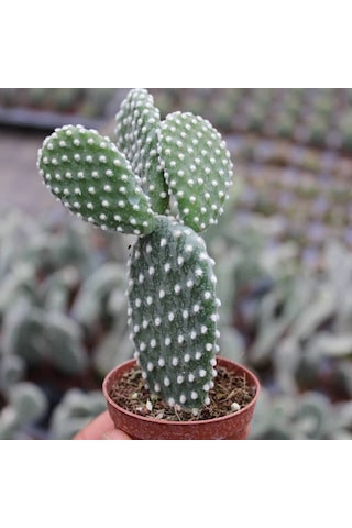 Tavşan Kaktüs/beyaz Dikenli , 5.5 Cm Saksıda 1 Adet