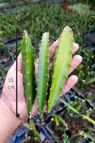 Ejder Meyvesi Ağacı Fidanı Kırmızı 3 Adet 15 Cm Köksüz Çelik Saks