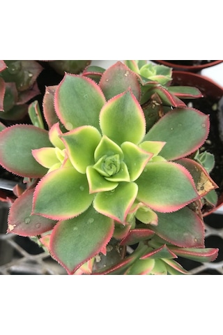 Aeonium Kiwi - 50 Adet Sukulent - Teraryum Bitkisi