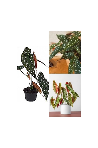 Ithal Begonia Maculata / Çilli Begonya - Ev Salon Ve Ofis Bitkisi