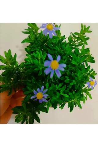 Felisya Çiçeği - Mavı Papatya 25-35cm Saksılı Çok Köklü