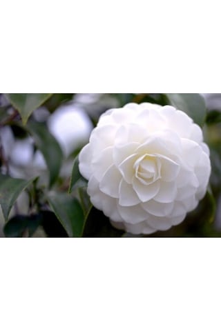 3'lü Beyaz Kamelya Çiçeği Fidanı 30-60 Cm Tüplü Çiçekli Bodur Bitkiler Camellia Flower Diğer