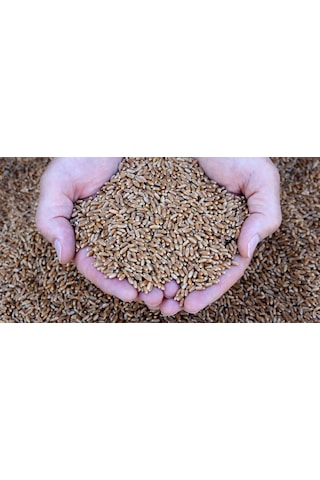 Doğal Kedi Çimi, Buğday Tohumu, 100 Gram