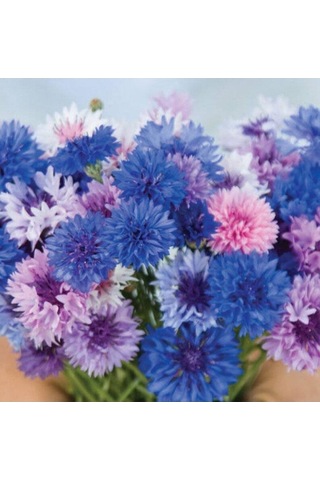 Tohum Dünyam 10 Adet Cornflower Mix Tohumu