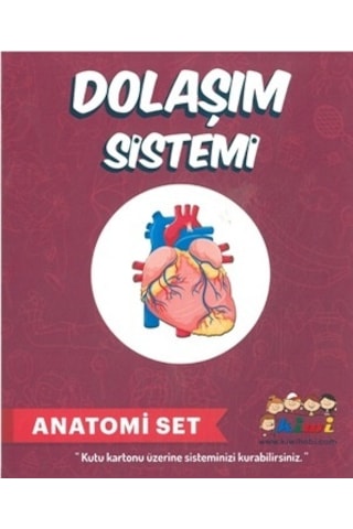 Misyon Kiwi Dolaşım Sistemleri Çalışması