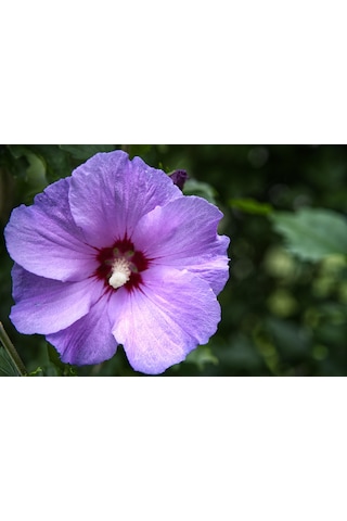 Mor Hint Gülü Hibiskus 60 - 90 Cm - Tüplü