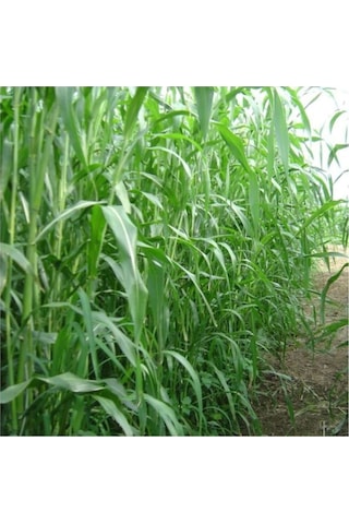 Sorgum Sudan Otu Tohum 5 Kg