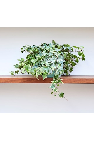Mini Hedera Alacalı Salon Sarmaşığı- Hedera Helix Variegata Askılı Saksıda 5 Adet
