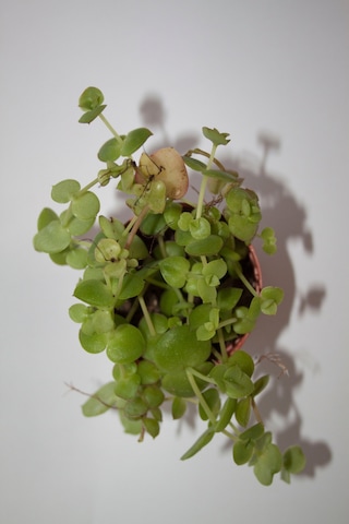 Crassula Pellucida Yayılıcı Sarkan Sukulent Tekli 5,5 Cm Saksıda