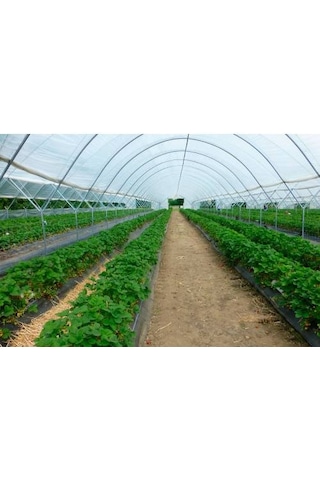 36 Aylık Sera Naylonu Kalın 12 M X 2M 350 Mikron Eva UV Katkılı