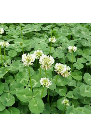 Ak Üçgül Tohumu 500 GR Süs Yoncası Bodur Yonca Çim Tohumu