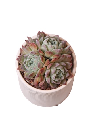 Echeveria Elegan Hybrid - Sukulent Haangarden