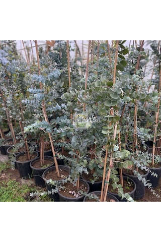 3 Yaş Eucalyptus Cinerea Silver Dollar Bodur Okaliptus Fidanı